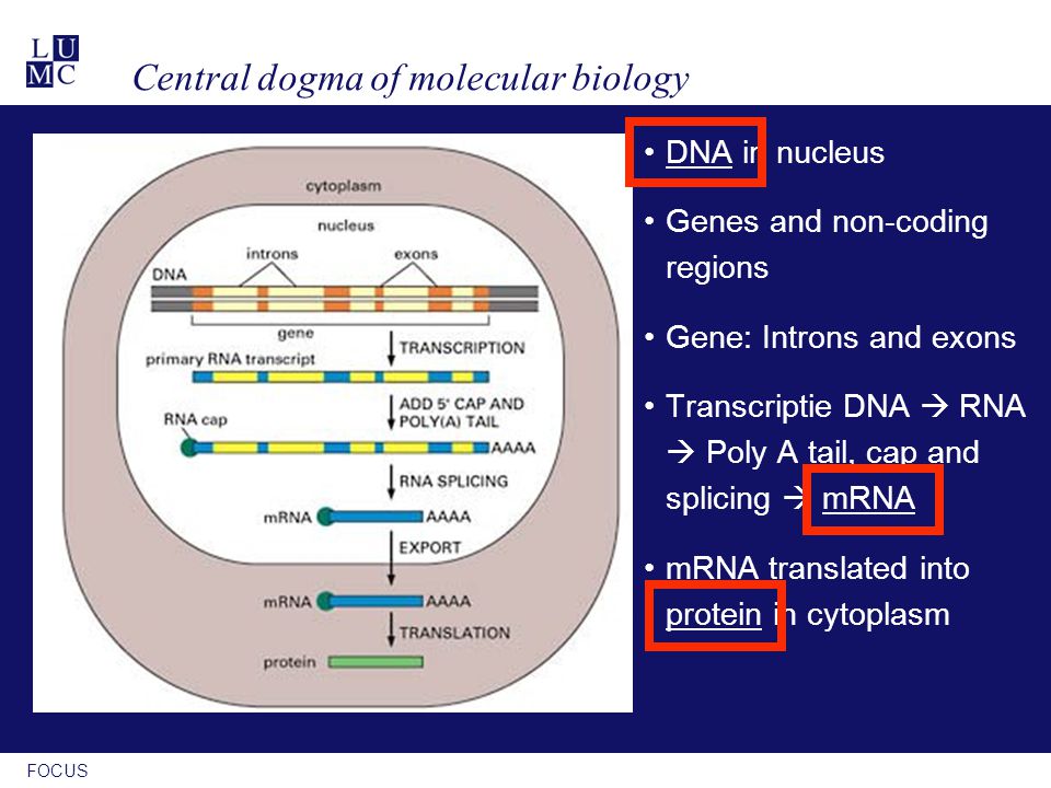 FOCUS Central dogma of molecular biology DNA in nucleus Genes and non-coding regions Gene: Introns and exons Transcriptie DNA  RNA  Poly A tail, cap and splicing  mRNA mRNA translated into protein in cytoplasm