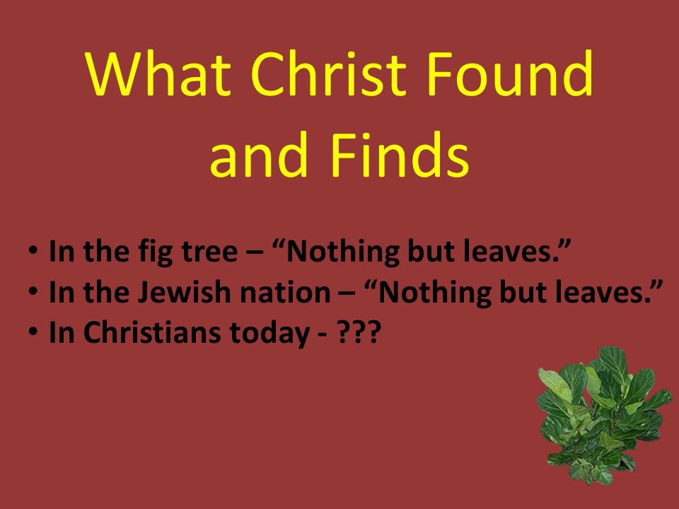 What Christ Found and Finds In the fig tree – Nothing but leaves. In the Jewish nation – Nothing but leaves. In Christians today -