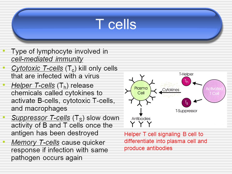 T cells Type of lymphocyte involved in cell-mediated immunity Cytotoxic T-cells (T c ) kill only cells that are infected with a virus Helper T-cells (T h ) release chemicals called cytokines to activate B-cells, cytotoxic T-cells, and macrophages Suppressor T-cells (T S ) slow down activity of B and T cells once the antigen has been destroyed Memory T-cells cause quicker response if infection with same pathogen occurs again Helper T cell signaling B cell to differentiate into plasma cell and produce antibodies