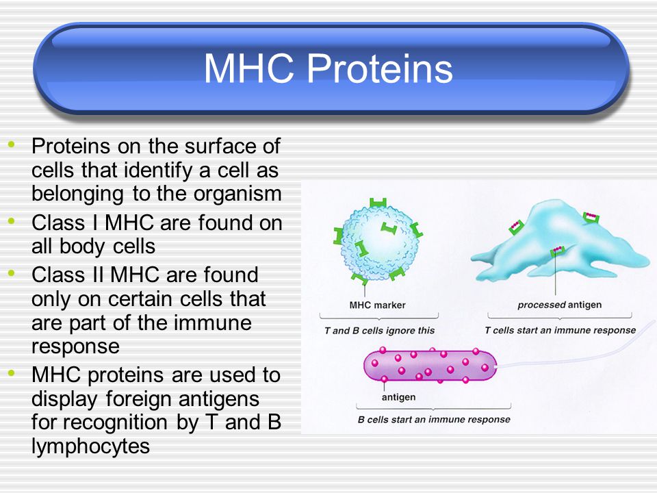 MHC Proteins Proteins on the surface of cells that identify a cell as belonging to the organism Class I MHC are found on all body cells Class II MHC are found only on certain cells that are part of the immune response MHC proteins are used to display foreign antigens for recognition by T and B lymphocytes