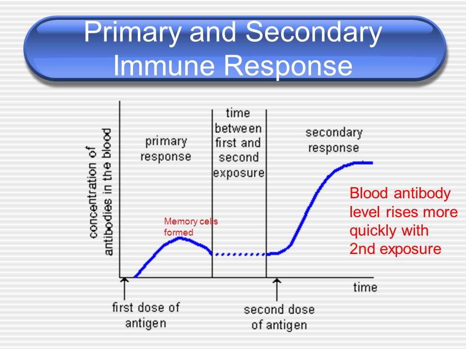 Primary and Secondary Immune Response Blood antibody level rises more quickly with 2nd exposure Memory cells formed