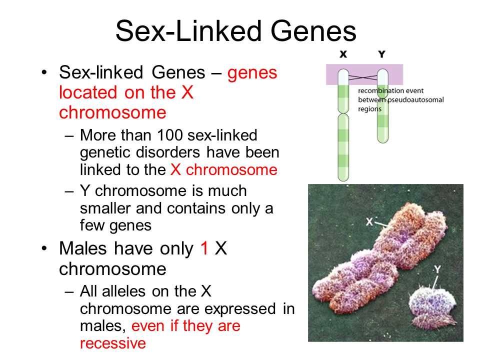 Male sex chromosomes definition