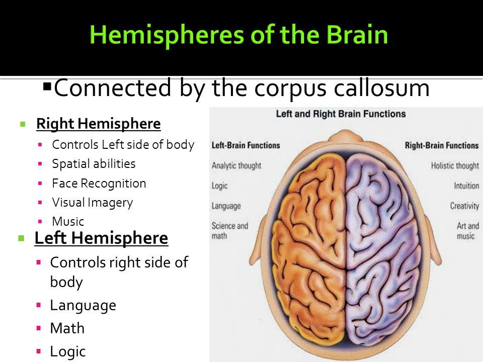  Right Hemisphere  Controls Left side of body  Spatial abilities  Face Recognition  Visual Imagery  Music  Left Hemisphere  Controls right side of body  Language  Math  Logic  Connected by the corpus callosum