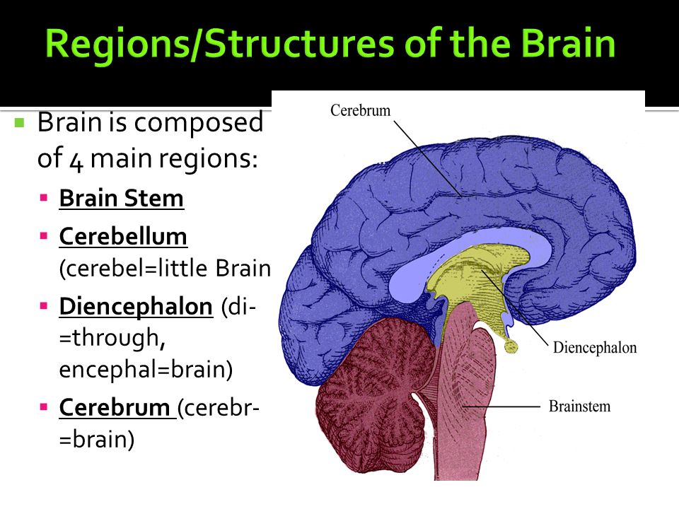  Brain is composed of 4 main regions:  Brain Stem  Cerebellum (cerebel=little Brain)  Diencephalon (di- =through, encephal=brain)  Cerebrum (cerebr- =brain)