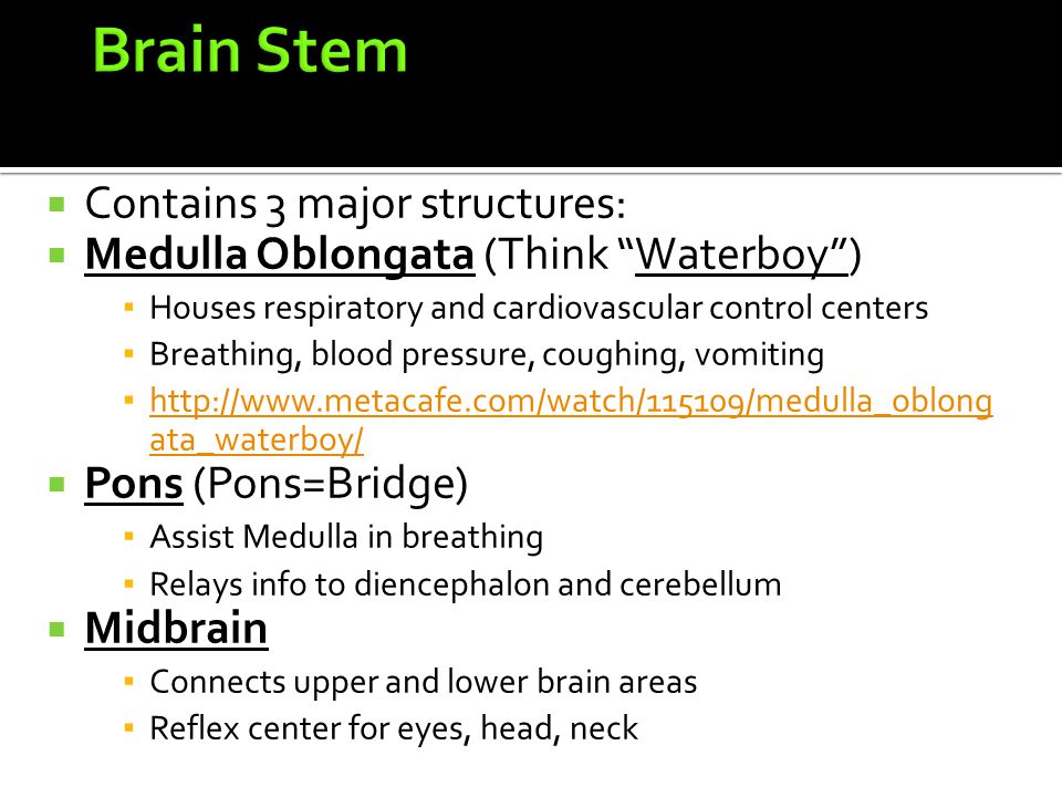  Contains 3 major structures:  Medulla Oblongata (Think Waterboy ) ▪ Houses respiratory and cardiovascular control centers ▪ Breathing, blood pressure, coughing, vomiting ▪   ata_waterboy/   ata_waterboy/  Pons (Pons=Bridge) ▪ Assist Medulla in breathing ▪ Relays info to diencephalon and cerebellum  Midbrain ▪ Connects upper and lower brain areas ▪ Reflex center for eyes, head, neck