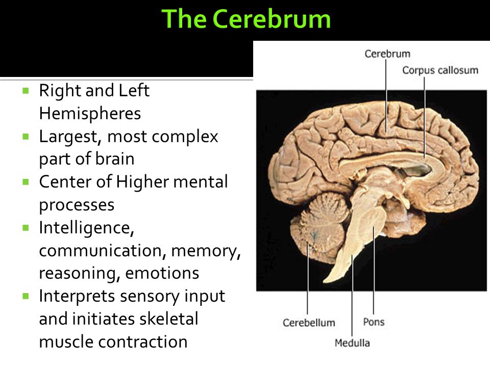  Right and Left Hemispheres  Largest, most complex part of brain  Center of Higher mental processes  Intelligence, communication, memory, reasoning, emotions  Interprets sensory input and initiates skeletal muscle contraction