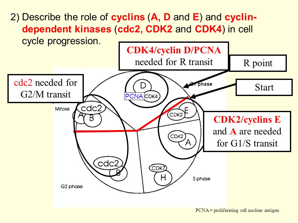 the role of cyclin e in ovarian cancer Ending a dry spell of years without treatment for ovarian cancer of the role of brca mutations as a tumors that overexpress cyclin e tend to be. the role of cyclin e in ovarian cancer Ending a dry spell of years without treatment for ovarian cancer of the role of brca mutations as a tumors that overexpress cyclin e tend to be.