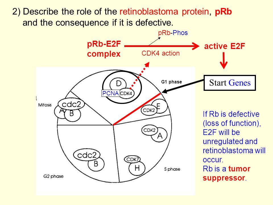 1)describe the eukaryotic cell cycle and the purpose of