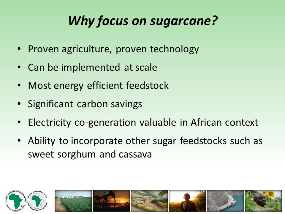Why focus on sugarcane.