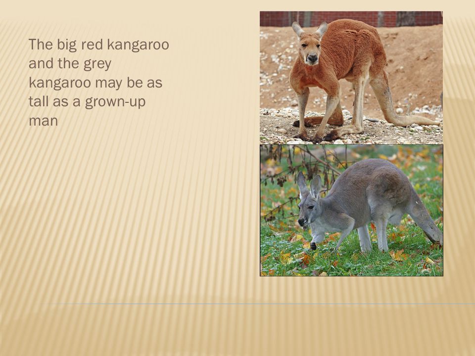 The big red kangaroo and the grey kangaroo may be as tall as a grown-up man