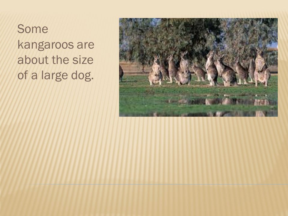 Some kangaroos are about the size of a large dog.
