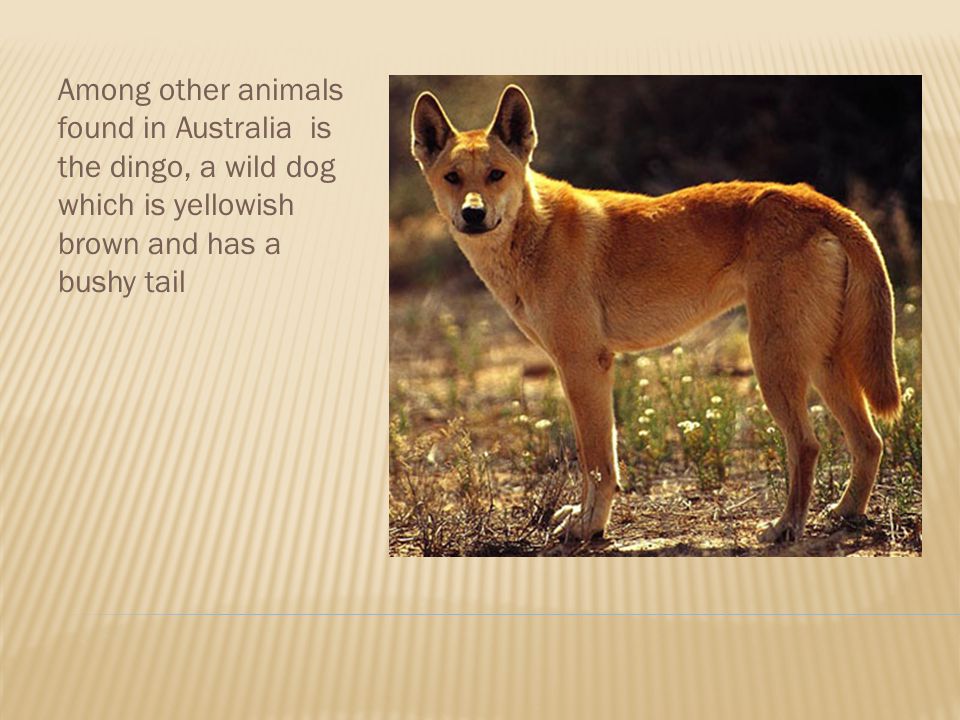 Among other animals found in Australia is the dingo, a wild dog which is yellowish brown and has a bushy tail
