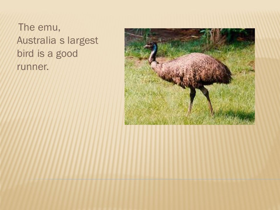 The emu, Australia s largest bird is a good runner.