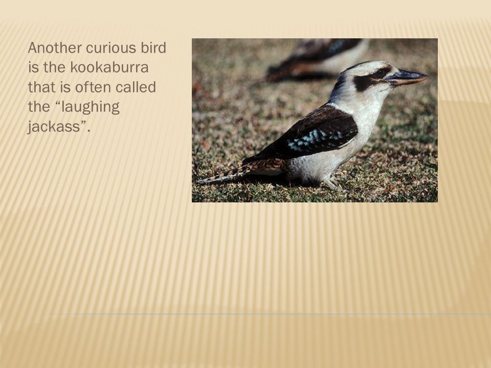 Another curious bird is the kookaburra that is often called the laughing jackass .