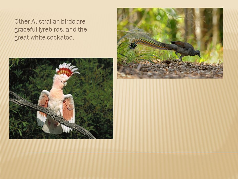 Other Australian birds are graceful lyrebirds, and the great white cockatoo.
