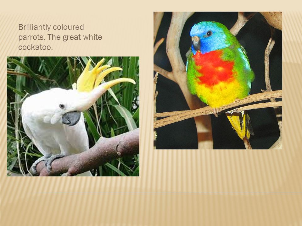 Brilliantly coloured parrots. The great white cockatoo.