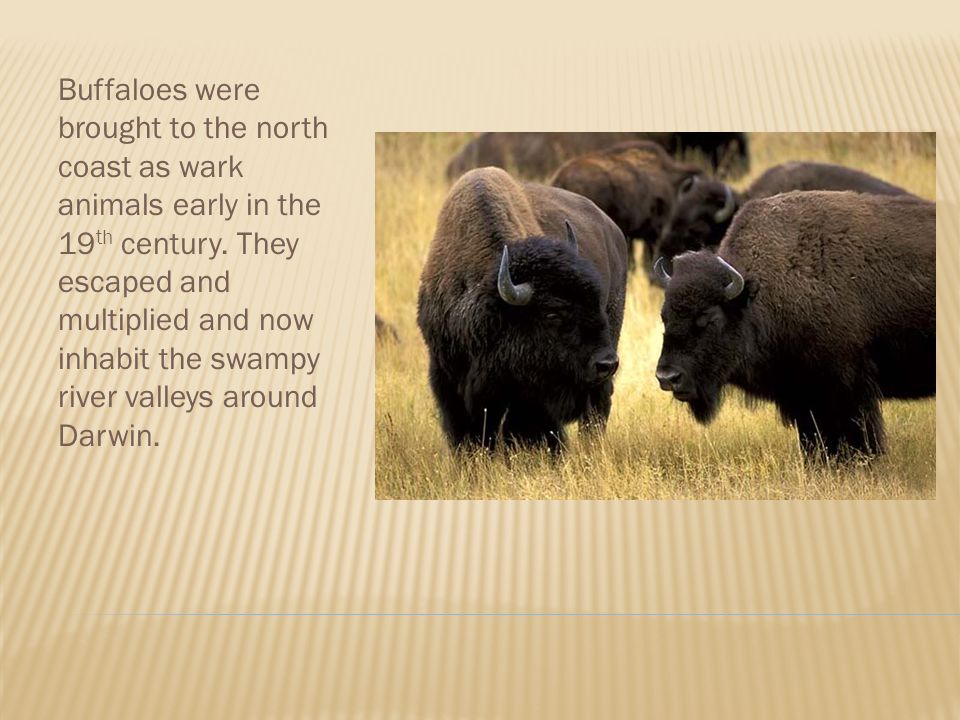 Buffaloes were brought to the north coast as wark animals early in the 19 th century.