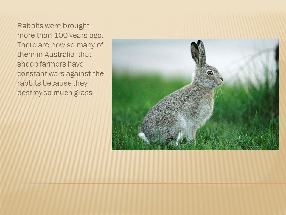 Rabbits were brought more than 100 years ago.