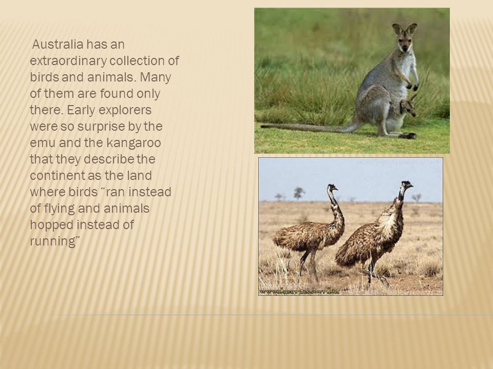 Australia has an extraordinary collection of birds and animals.