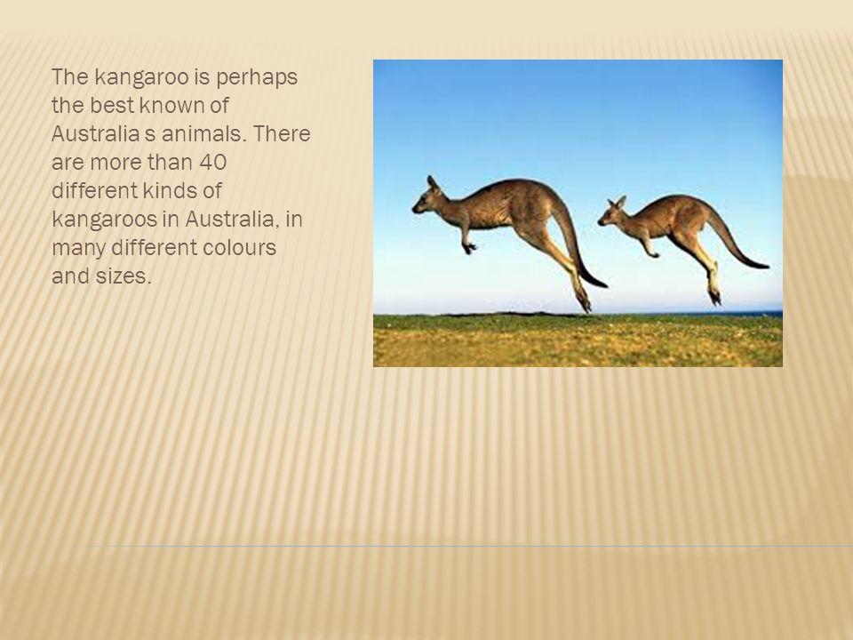 The kangaroo is perhaps the best known of Australia s animals.