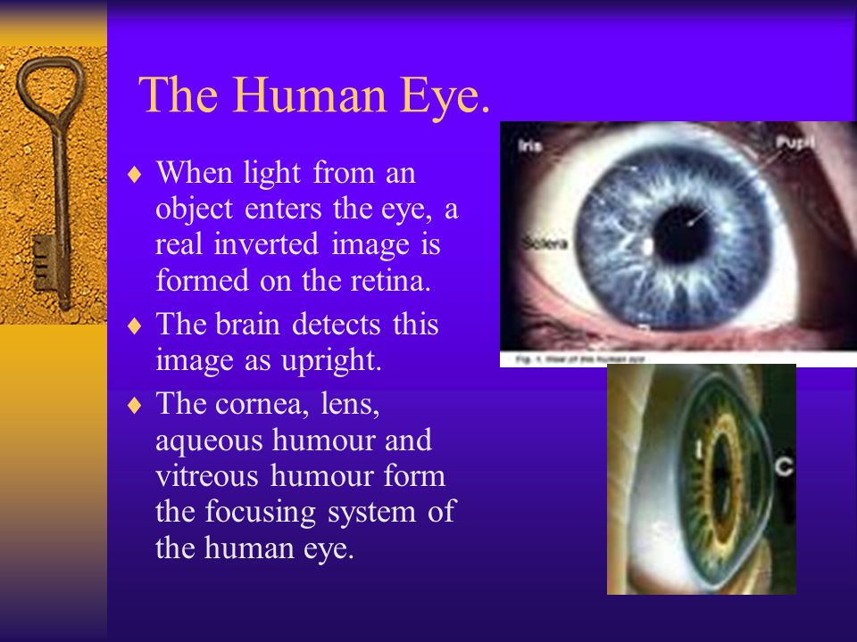 The Human Eye.