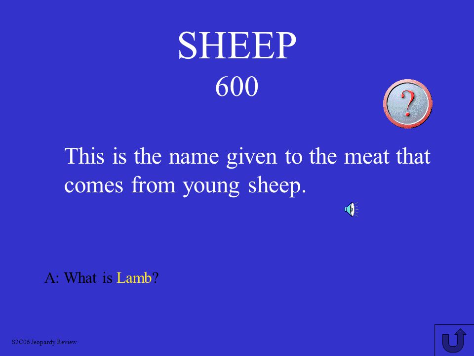 SHEEP 500 A: What is Mutton.