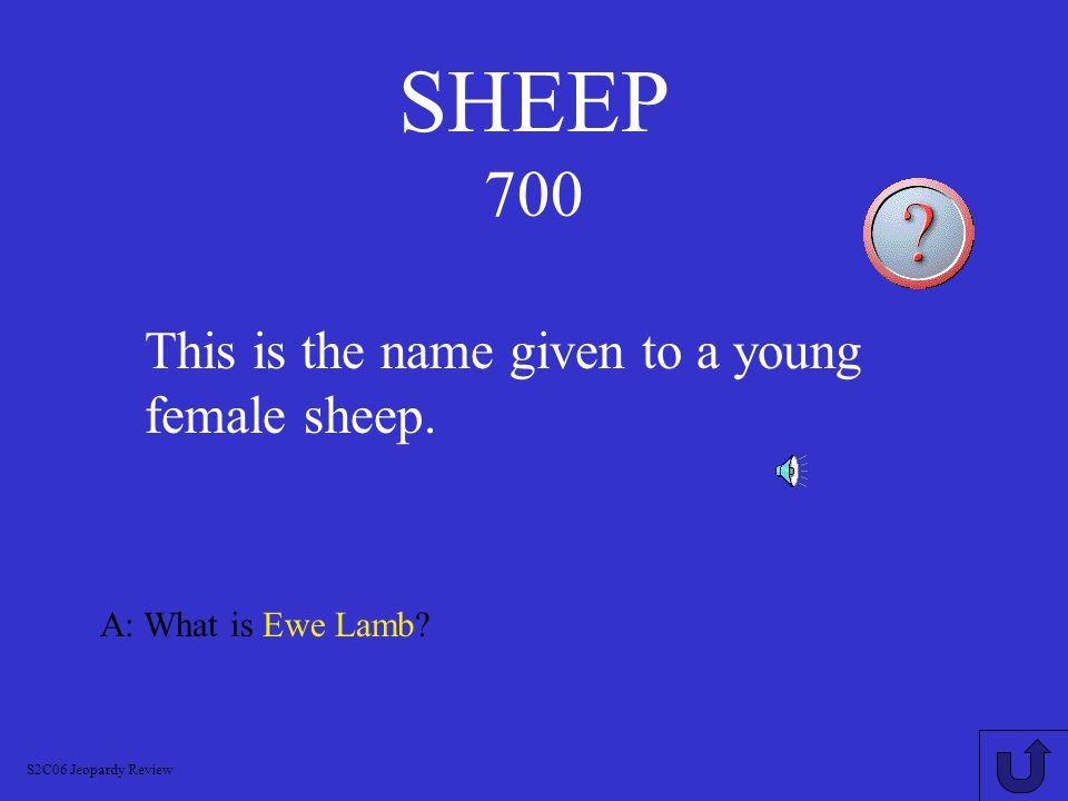 SHEEP 600 A: What is Lamb.