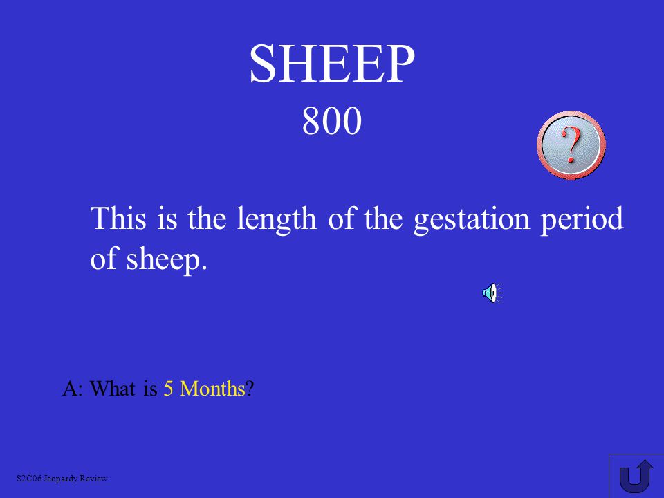 SHEEP 700 A: What is Ewe Lamb.