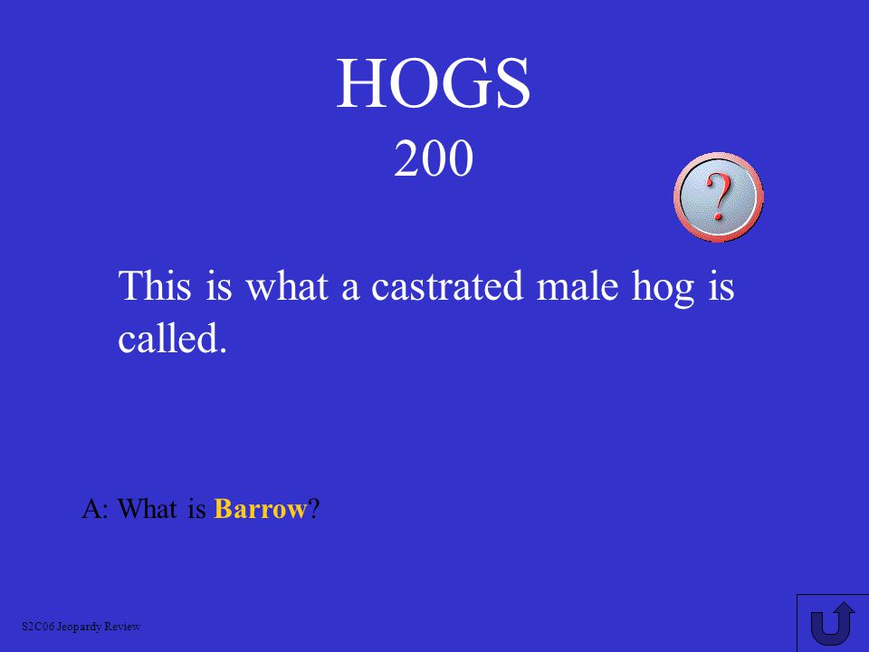 HOGS. 100 A: What is Boar S2C06 Jeopardy Review This what an adult male hog is called.