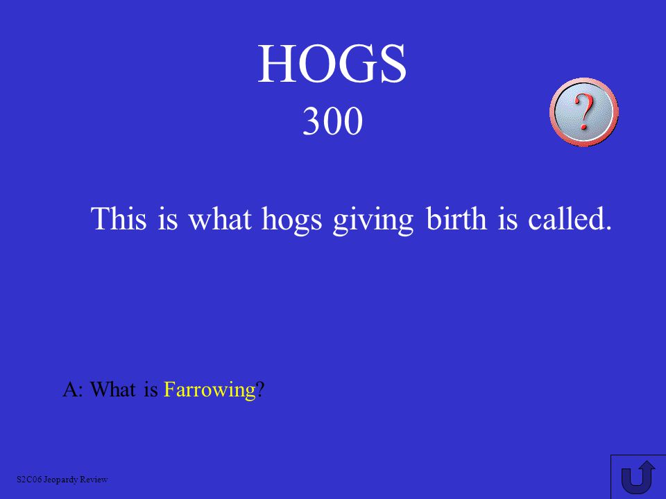 HOGS 200 A: What is Barrow S2C06 Jeopardy Review This is what a castrated male hog is called.