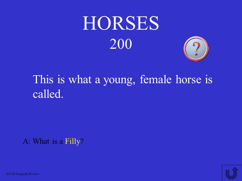 HORSES 100 A: What is a Stallion S2C06 Jeopardy Review This is what an adult male horse is called.