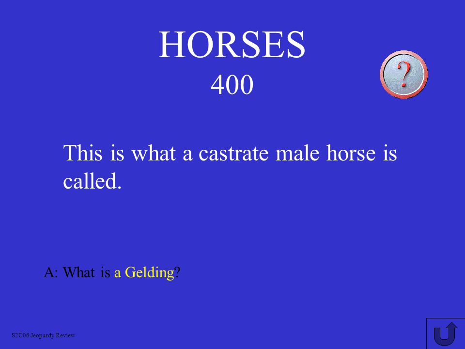 HORSES 300 A: What is a Mare.