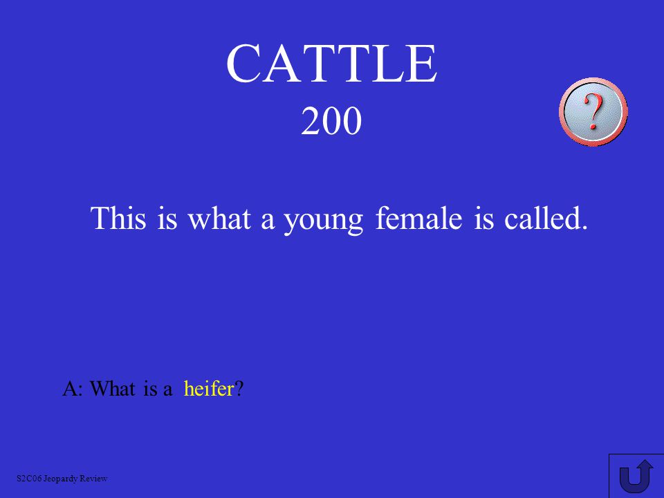 CATTLE 100 This is what an adult female is called. A: What is a cow S2C06 Jeopardy Review