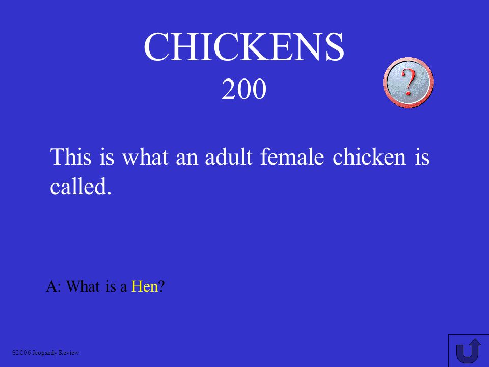 CHICKENS 100 A: What is a Chick S2C06 Jeopardy Review This is what a baby chicken is called.