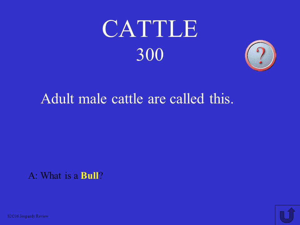 CATTLE 200 A: What is a heifer S2C06 Jeopardy Review This is what a young female is called.