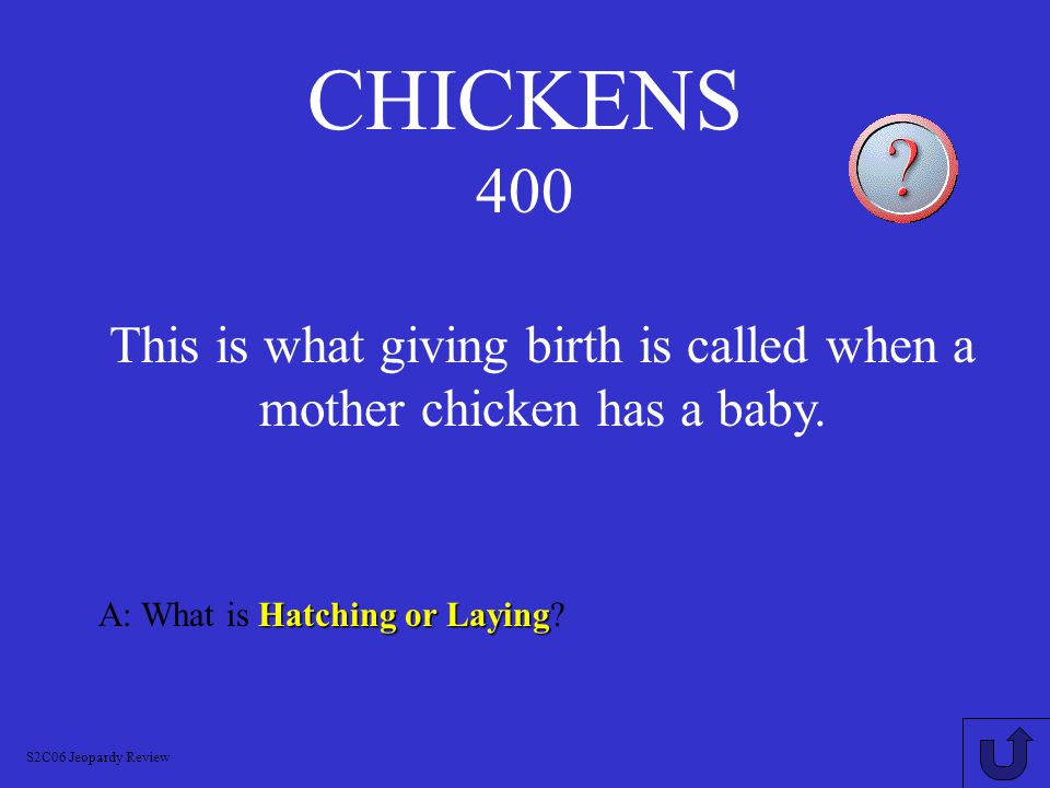 CHICKENS 300 A: What is Rooster or Cock.