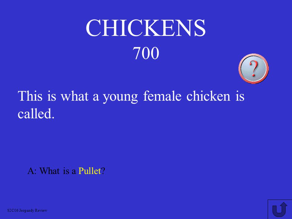CHICKENS 600 A: What is Capon S2C06 Jeopardy Review This is what a castrated male is called.