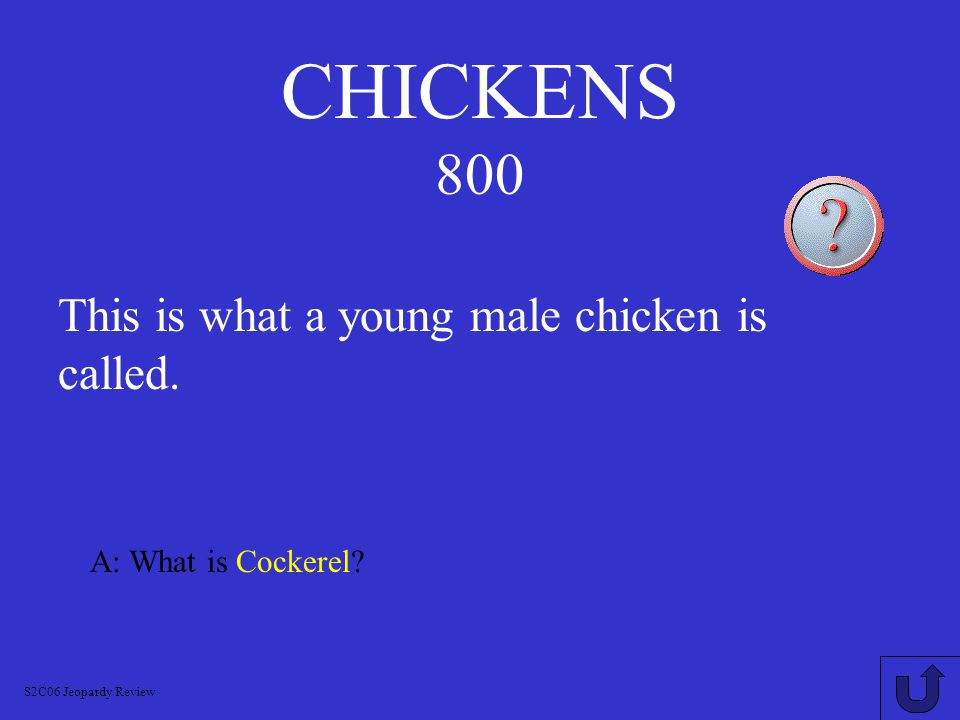 CHICKENS 700 A: What is a Pullet.