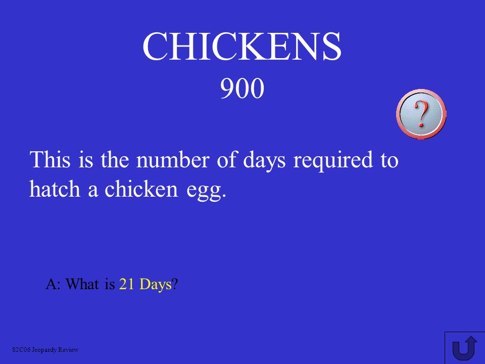 CHICKENS 800 A: What is Cockerel.