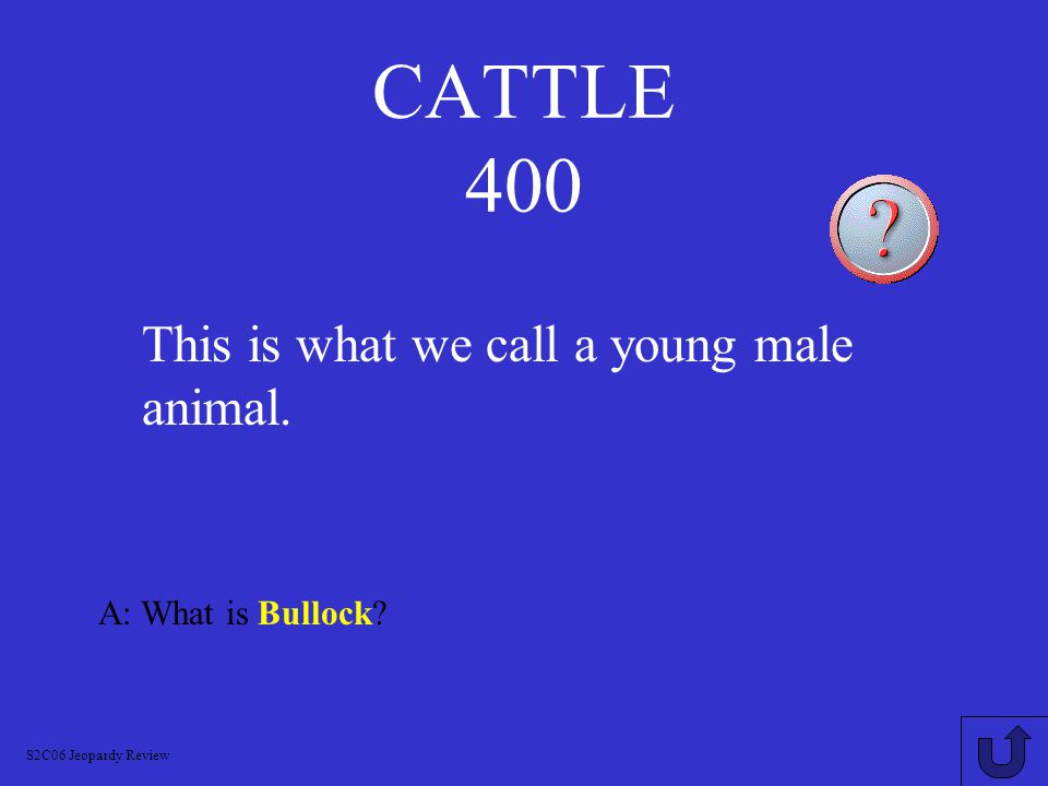 CATTLE 300 A: What is a Bull S2C06 Jeopardy Review Adult male cattle are called this.