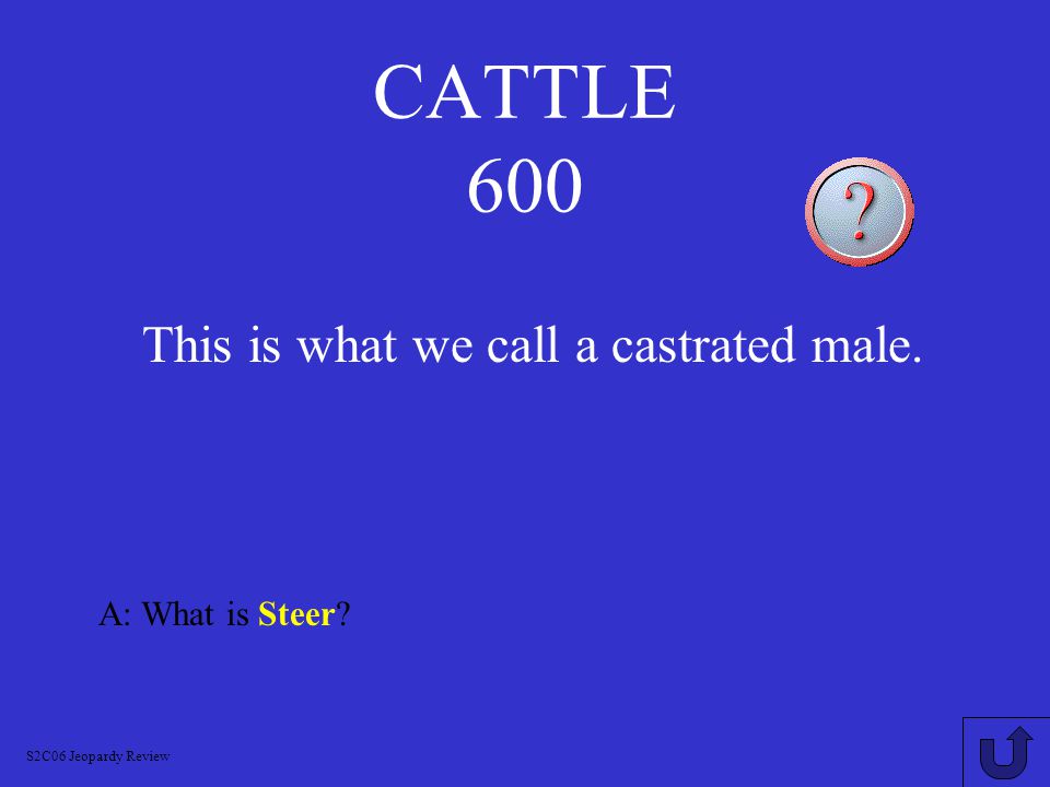 CATTLE 500 A: What is Veal S2C06 Jeopardy Review This is what we call the meat from young calves