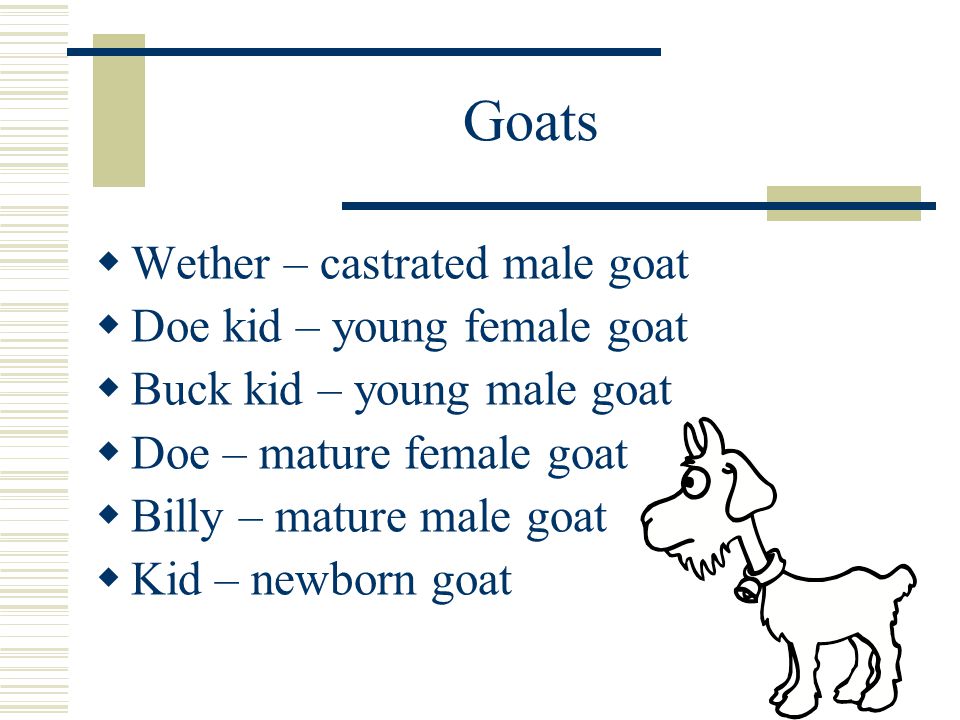 Goats  Wether – castrated male goat  Doe kid – young female goat  Buck kid – young male goat  Doe – mature female goat  Billy – mature male goat  Kid – newborn goat