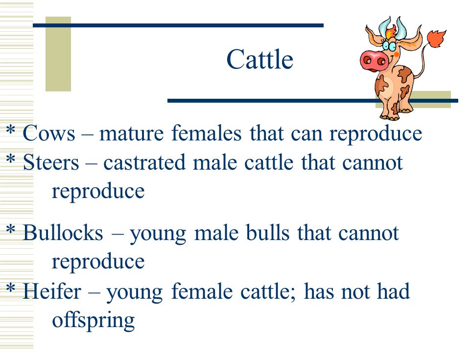 Cattle * Cows – mature females that can reproduce * Steers – castrated male cattle that cannot reproduce * Bullocks – young male bulls that cannot reproduce * Heifer – young female cattle; has not had offspring