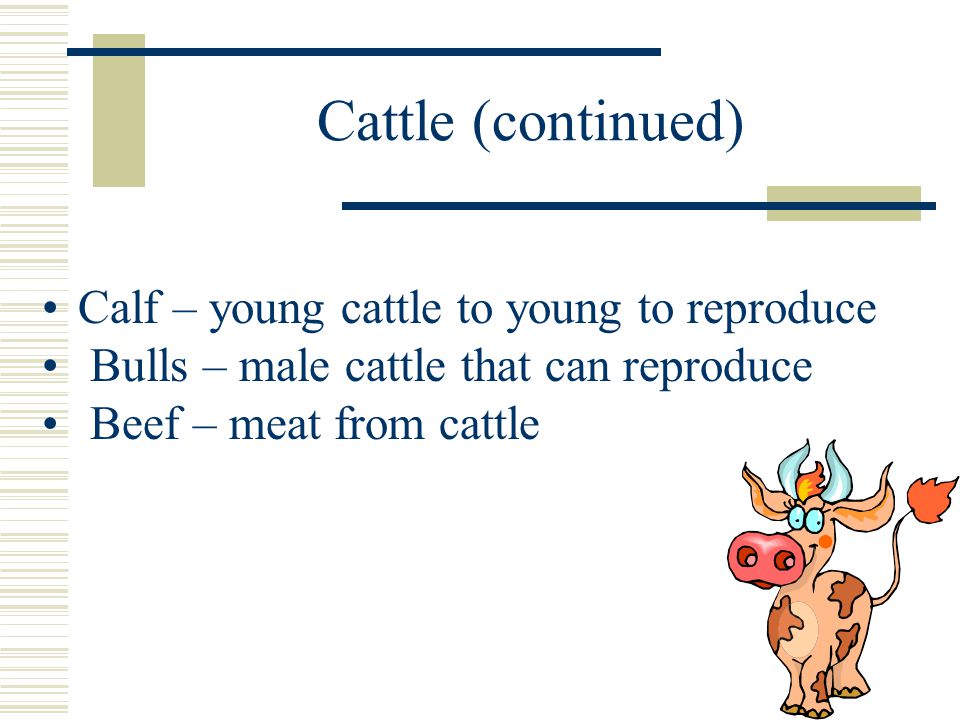 Cattle (continued) Calf – young cattle to young to reproduce Bulls – male cattle that can reproduce Beef – meat from cattle