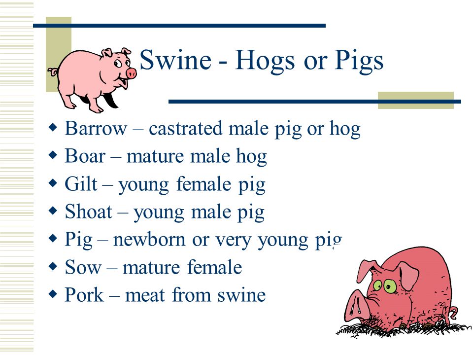 Swine - Hogs or Pigs  Barrow – castrated male pig or hog  Boar – mature male hog  Gilt – young female pig  Shoat – young male pig  Pig – newborn or very young pig  Sow – mature female  Pork – meat from swine
