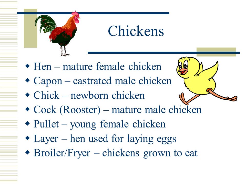 Chickens  Hen – mature female chicken  Capon – castrated male chicken  Chick – newborn chicken  Cock (Rooster) – mature male chicken  Pullet – young female chicken  Layer – hen used for laying eggs  Broiler/Fryer – chickens grown to eat