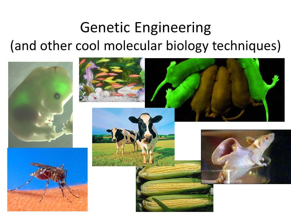 Genetic Engineering (and other cool molecular biology techniques)