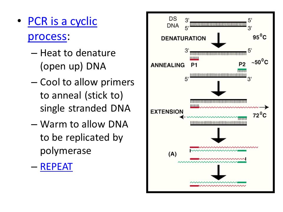 PCR is a cyclic process: PCR is a cyclic process – Heat to denature (open up) DNA – Cool to allow primers to anneal (stick to) single stranded DNA – Warm to allow DNA to be replicated by polymerase – REPEAT REPEAT