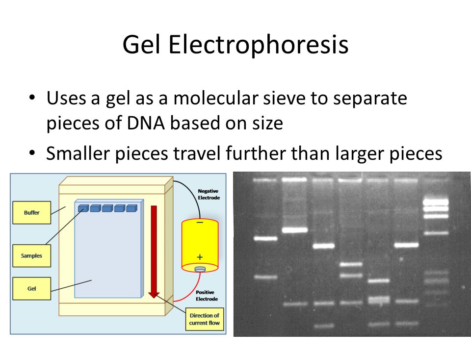 Gel Electrophoresis Uses a gel as a molecular sieve to separate pieces of DNA based on size Smaller pieces travel further than larger pieces