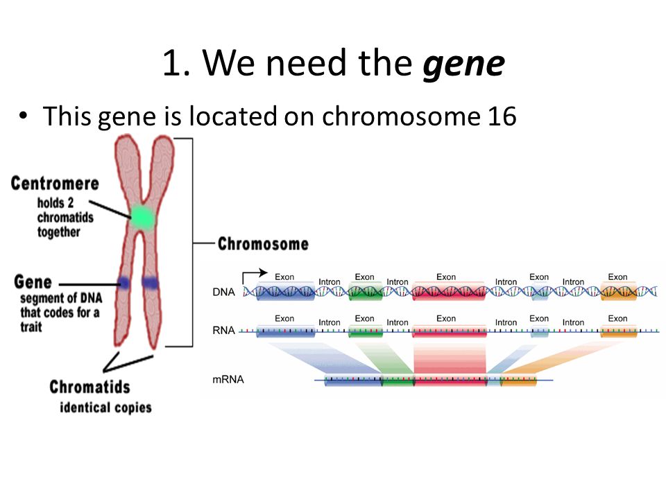 1. We need the gene This gene is located on chromosome 16